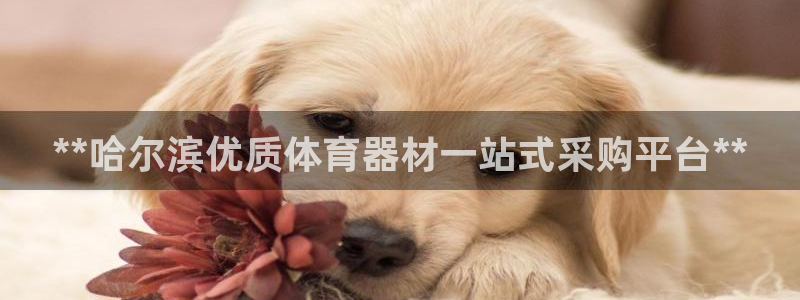 极悦娱乐的背景和历史背景分析：**哈尔滨优质体育器材
